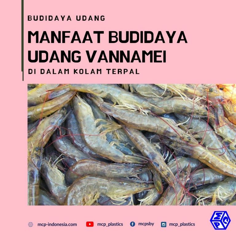 Manfaat Budidaya Udang Vannamei Di Kolam Terpal Pt Mutiaracahaya