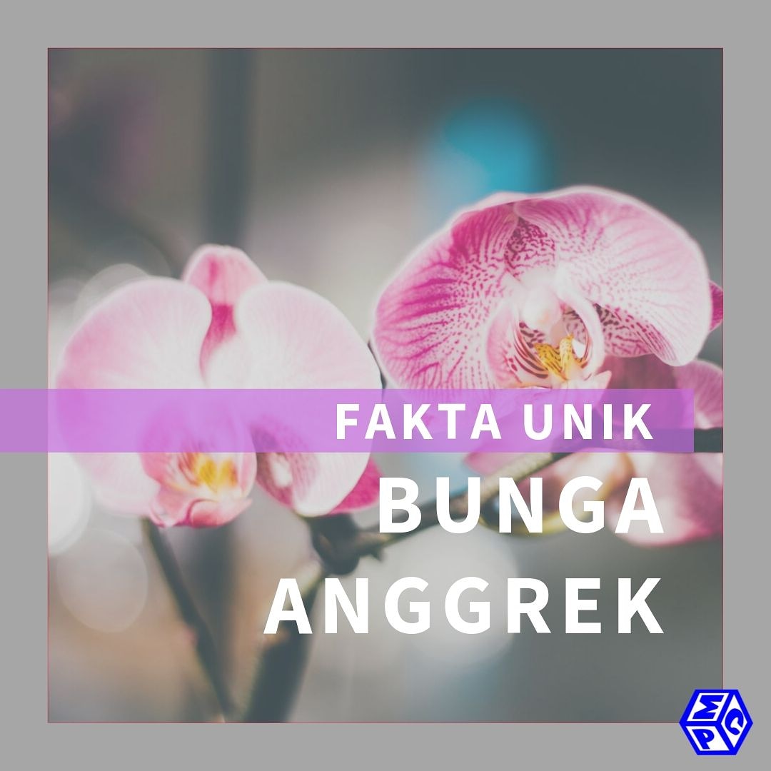 fakta unik