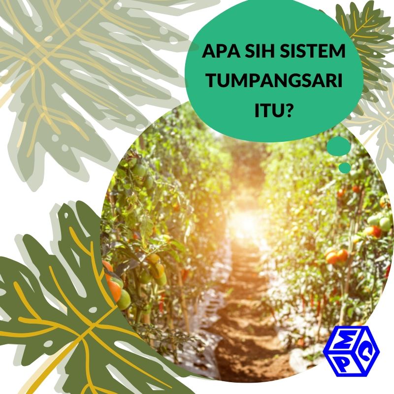 mengenal sistem tumpang sari