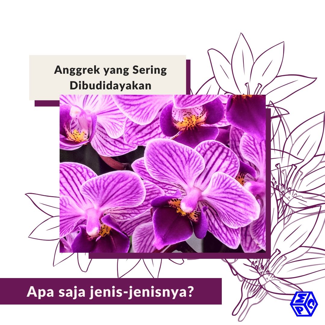 jenis-jenis anggrek