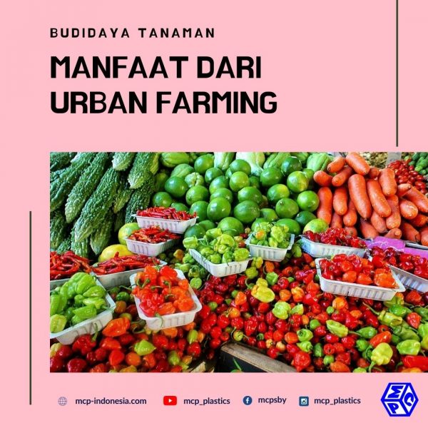 Definisi Dan Manfaat Soal Urban Farming - PT. Mutiaracahaya Plastindo