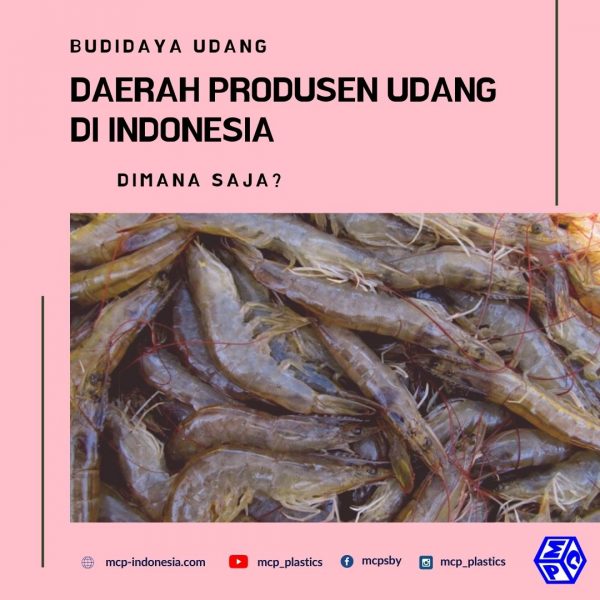 Daerah Produsen Udang Terbesar Di Indonesia Pt Mutiaracahaya Plastindo