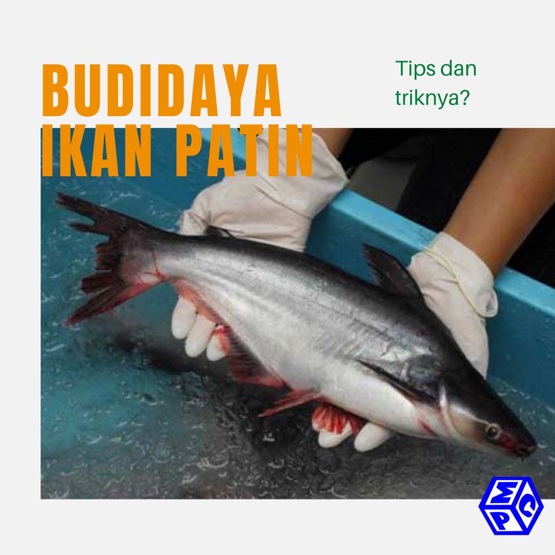 Tips Sukses Berbudidaya Ikan Patin Pt Mutiaracahaya Plastindo